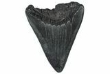 Partial Fossil Megalodon Tooth - South Carolina #300132-1